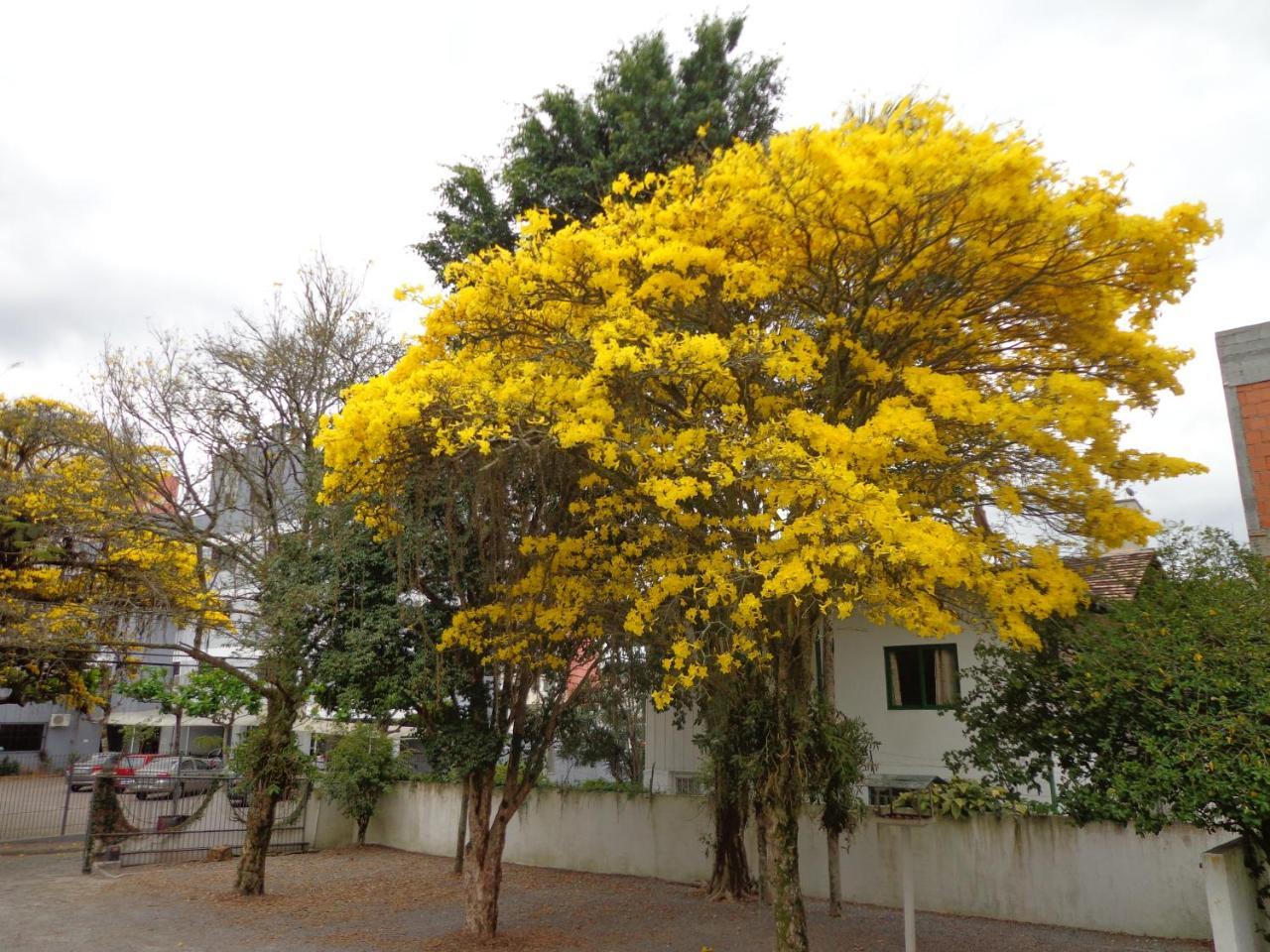 Hotel Steinhausen Blumenau Exterior photo